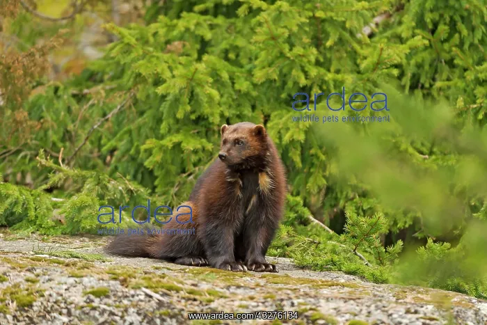 : Captive Wolverine (Gulo gulo) resting on a rock : Captive Wolverine (Gulo gulo) resting on a rock