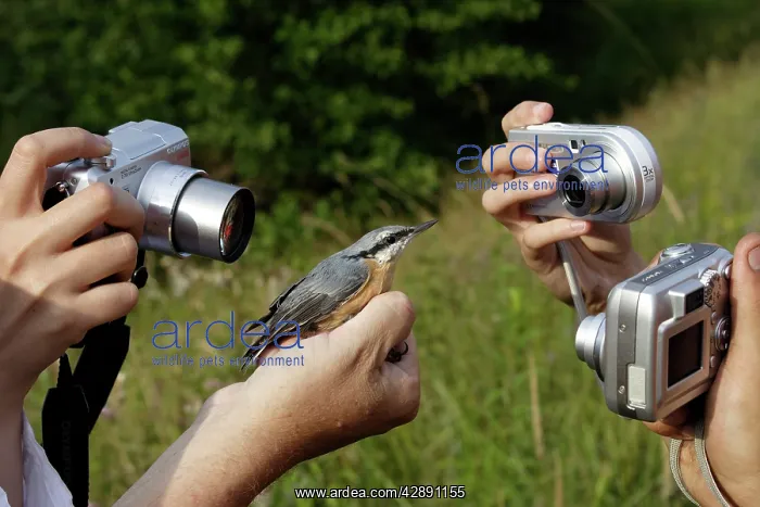 : Capture Nuthatch - being photgraphed : Capture Nuthatch - being photgraphed