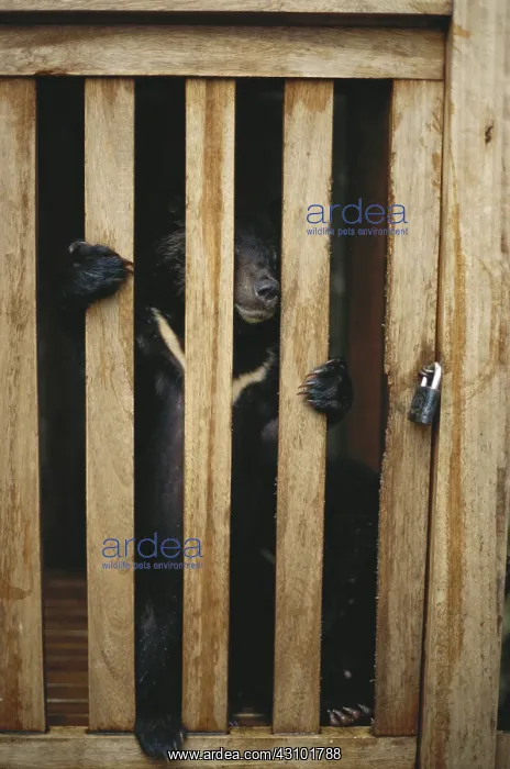  : Captured Sun Bear Cub