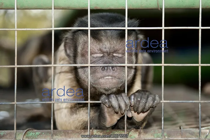 : Capuchin Monkey (Cebinae sub-family), gripping onto : Capuchin Monkey (Cebinae sub-family), gripping onto