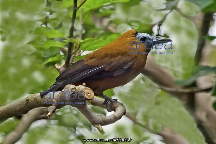 : Capuchinbird : Capuchinbird