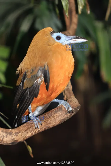 : Capuchinbird (Perissocephalus tricolor) on a branch : Capuchinbird (Perissocephalus tricolor) on a branch