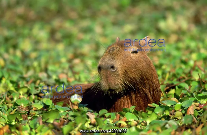 : Capybara (Hydrochoerus hydrochaeris) : Capybara (Hydrochoerus hydrochaeris)