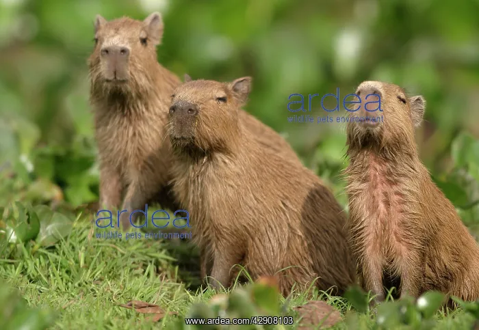 : Capybara - three : Capybara - three