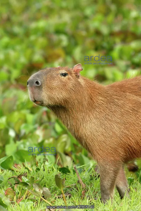 : Capybara (Hydrochaeris hydrochaeris). Llanos. Venezuela : Capybara (Hydrochaeris hydrochaeris). Llanos. Venezuela