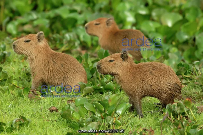 : Capybara (Hydrochaeris hydrochaeris). Llanos, Venezuela : Capybara (Hydrochaeris hydrochaeris). Llanos, Venezuela