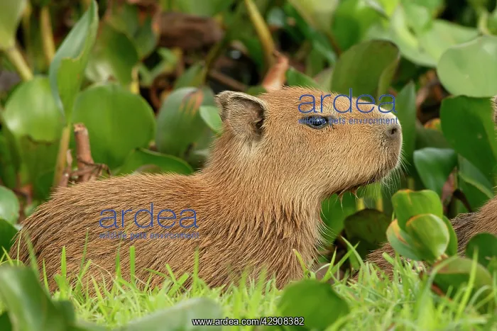 : Capybara (Hydrochaeris hydrochaeris). Llanos, Venezuela : Capybara (Hydrochaeris hydrochaeris). Llanos, Venezuela
