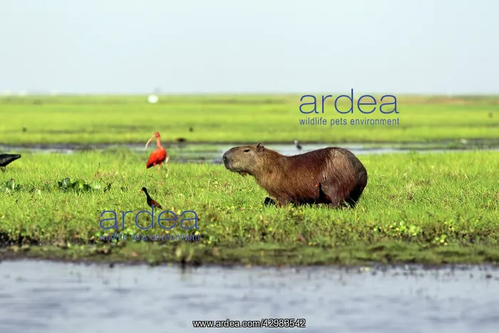  : Capybara. Venezuala