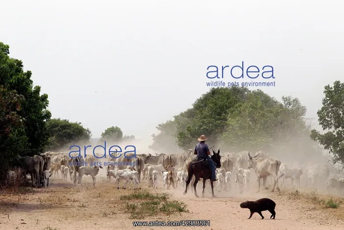  : Capybara. and man herding Cattle