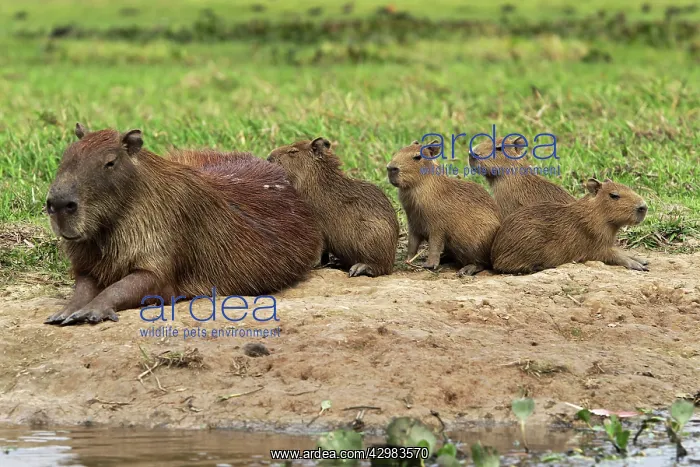  : Capybara. adult with young