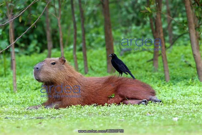 : Capybara (Hydrochaeris hydrochaeris). with Shiny Cowbird : Capybara (Hydrochaeris hydrochaeris). with Shiny Cowbird