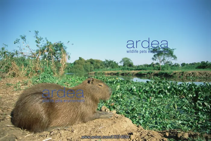 : Capybara (Hydrochoerus hydrochaeris) resting, Brazil, Mato Grosso, Pantanal : Capybara (Hydrochoerus hydrochaeris) resting, Brazil, Mato Grosso, Pantanal