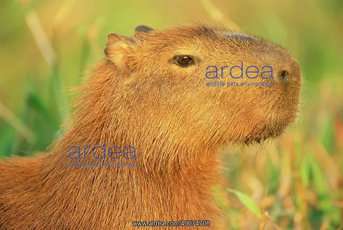 : Capybara (Hydrochoerus hydrochaeris) portrait, Brazil, Mato Grosso, Pantanal : Capybara (Hydrochoerus hydrochaeris) portrait, Brazil, Mato Grosso, Pantanal