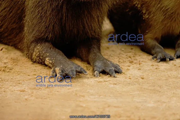 : Capybara. Close up of Capybara (Hydrochoerus hydrochaeris) webbed feet : Capybara. Close up of Capybara (Hydrochoerus hydrochaeris) webbed feet