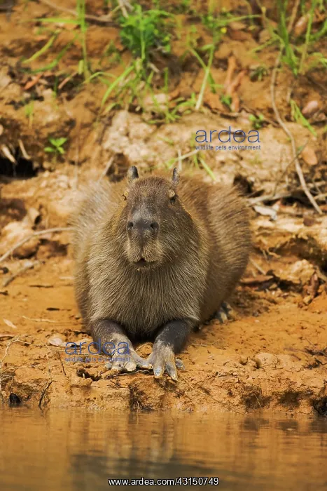 : Capybara. Portrait of a Capybara (Hydrochoerus hydrochaeris) laying on the river bed : Capybara. Portrait of a Capybara (Hydrochoerus hydrochaeris) laying on the river bed