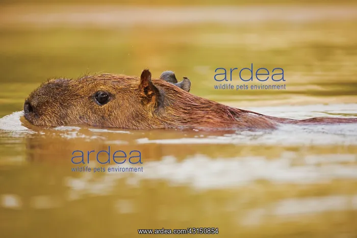 : Capybara. Close-up of swimming Capybara (Hydrochoerus hydrochaeris) : Capybara. Close-up of swimming Capybara (Hydrochoerus hydrochaeris)