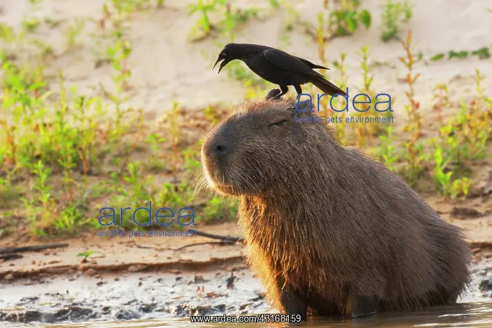 : Capybara. A Capybara (Hydrochoerus hydrochaeris) with a unidentified starling : Capybara. A Capybara (Hydrochoerus hydrochaeris) with a unidentified starling
