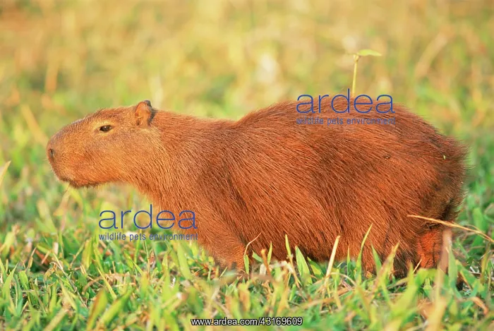 : Capybara (Hydrochoerus hydrochaeris), Brazil, Mato Grosso, Pantanal : Capybara (Hydrochoerus hydrochaeris), Brazil, Mato Grosso, Pantanal