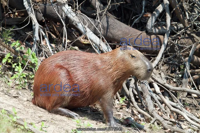 : Capybara (Hydrochoerus hydrochaeris) on the riverbank, Pantanal, Brazil, Brazil : Capybara (Hydrochoerus hydrochaeris) on the riverbank, Pantanal, Brazil, Brazil