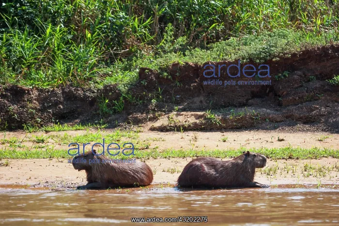 : Capybara. Pair of Capybaras (Hydrochoerus hydrochaeris) sitting together : Capybara. Pair of Capybaras (Hydrochoerus hydrochaeris) sitting together