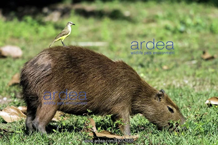  : Capybara adult feeding on grass