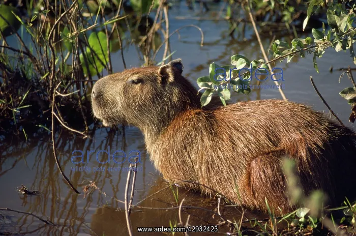 : Capybara - adult female : Capybara - adult female