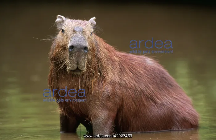 : CAPYBARA - adult male cooling down in water : CAPYBARA - adult male cooling down in water