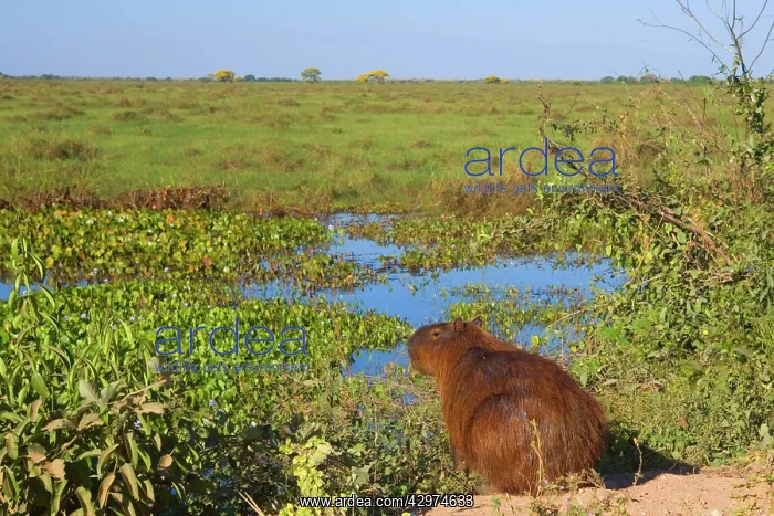 : Capybara - adult sitting on the edge of one of : Capybara - adult sitting on the edge of one of