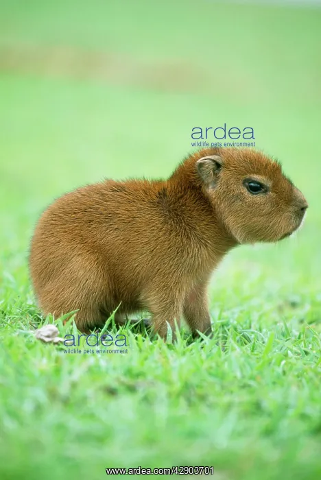 : CAPYBARA - BABY, ON GRASS : CAPYBARA - BABY, ON GRASS