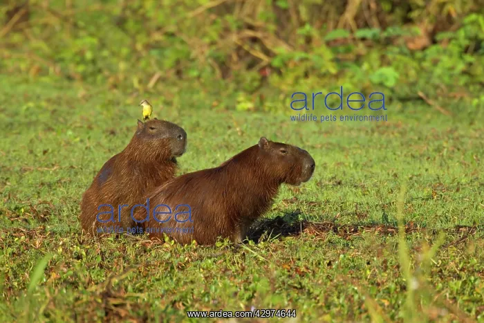 : Capybara and Cattle Tyrant / Machetornis rixosa : Capybara and Cattle Tyrant / Machetornis rixosa