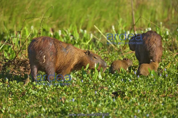 : Capybara - family consisting of two adults and : Capybara - family consisting of two adults and