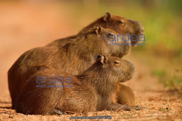  : Capybara - family is dozing on the Transpantaneira
