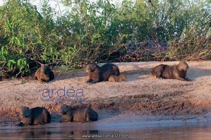 : Capybara family resting on the beach of : Capybara family resting on the beach of