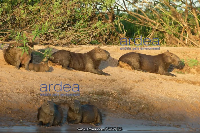 : Capybara family resting on the beach of : Capybara family resting on the beach of