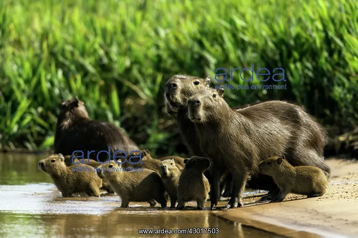  : Capybara family by the river