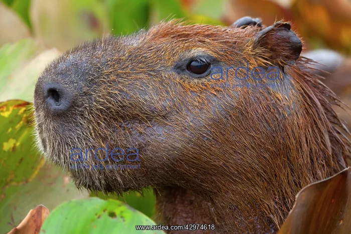 : Capybara - female adult Capybara : Capybara - female adult Capybara
