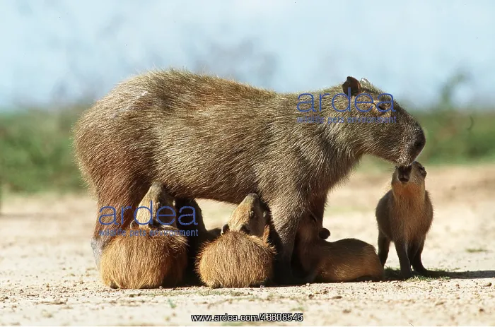 : CAPYBARA - Female suckling young : CAPYBARA - Female suckling young