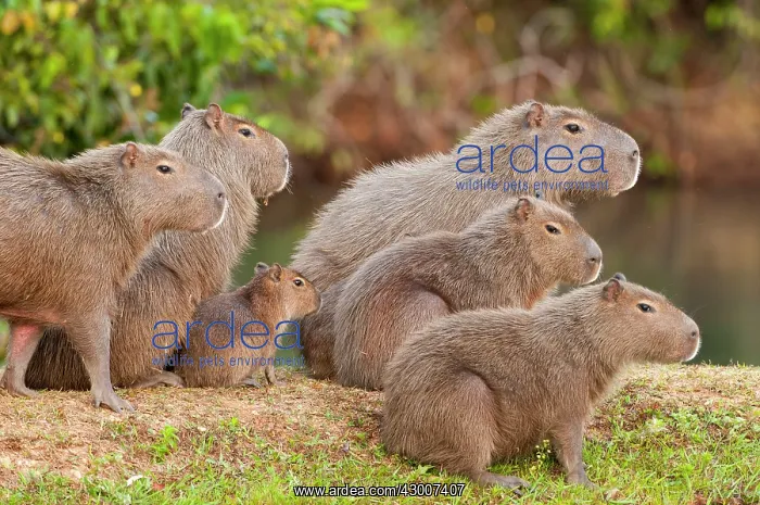 : Capybara group on edge of lake : Capybara group on edge of lake