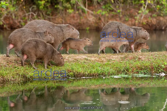 : Capybara group on edge of lake : Capybara group on edge of lake