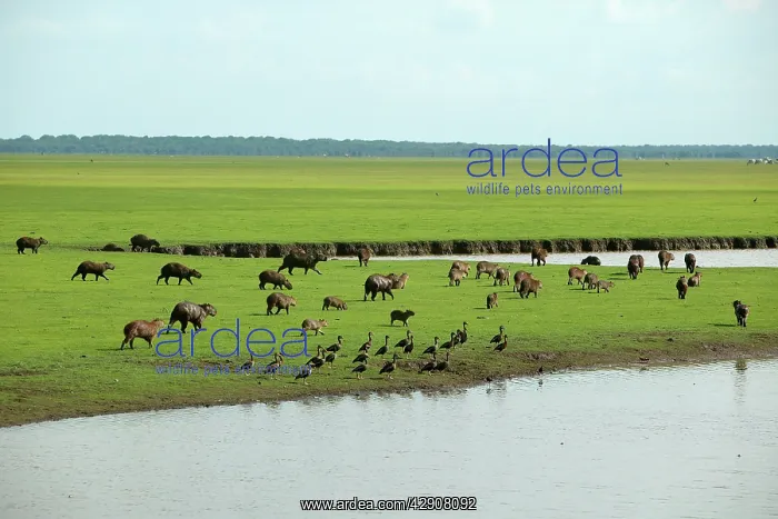 : Capybara - group by water : Capybara - group by water