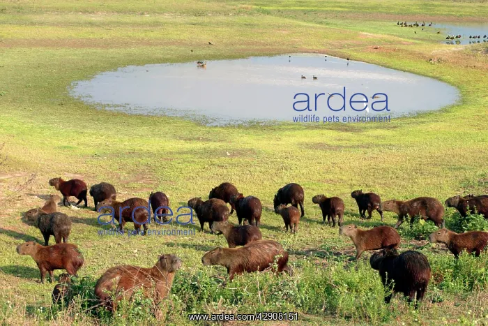 : Capybara - group by water : Capybara - group by water