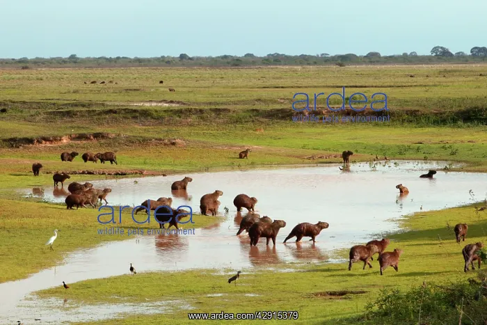 : Capybara - group around water : Capybara - group around water