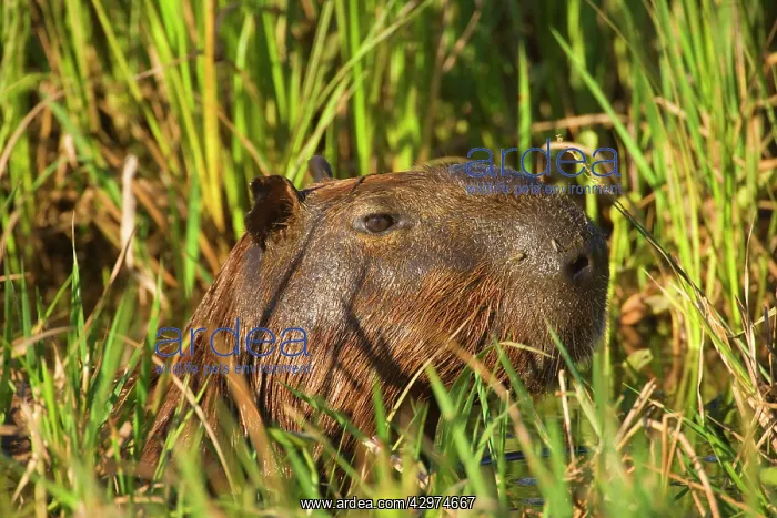  : Capybara - head of adult Capybara peeking out between