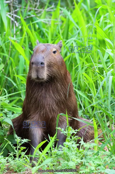 : Capybara (Hydrochaeris hydrochaeris), Pantanal : Capybara (Hydrochaeris hydrochaeris), Pantanal