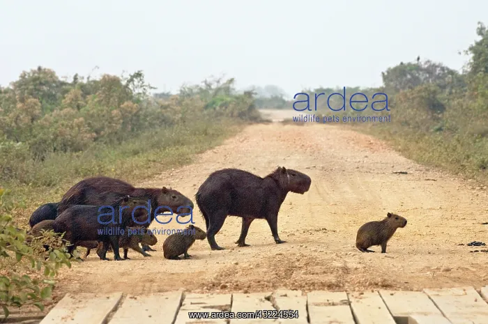 : Capybara (Hydrochaeris hydrochaeris). Pantanal : Capybara (Hydrochaeris hydrochaeris). Pantanal