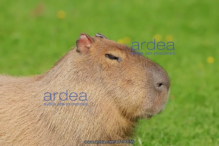 : Capybara (Hydrochoerus capybara, Hydrochaeris hydrochaeris) : Capybara (Hydrochoerus capybara, Hydrochaeris hydrochaeris)