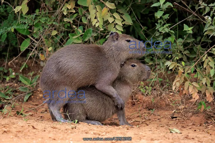 : Capybara (Hydrochoerus hydrochaeris), young animals : Capybara (Hydrochoerus hydrochaeris), young animals