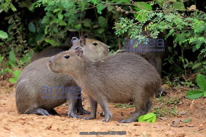 : Capybara (Hydrochoerus hydrochaeris), young animals : Capybara (Hydrochoerus hydrochaeris), young animals