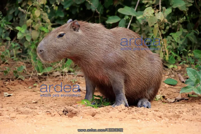 : Capybara (Hydrochoerus hydrochaeris), adult, on : Capybara (Hydrochoerus hydrochaeris), adult, on