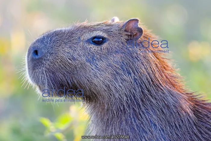 : Capybara (Hydrochoerus hydrochaeris) portrait : Capybara (Hydrochoerus hydrochaeris) portrait